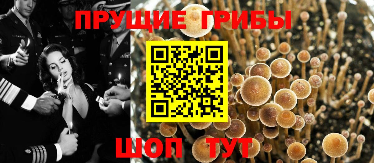 Санкт-Петербург  Псилоцибиновые грибы мухоморы  Вход с VPN  Псилоцибиновые грибы Psilocybe 